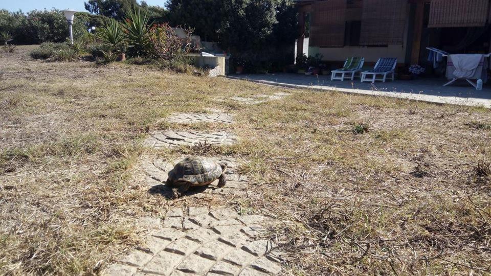 Eco Affittacamere Casa Maica Eco Guesthouse Stintino Kültér fotó