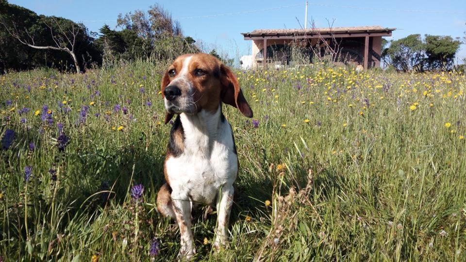 Eco Affittacamere Casa Maica Eco Guesthouse Stintino Kültér fotó
